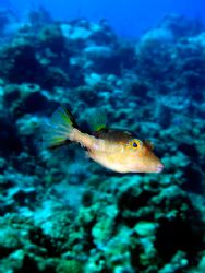 Sharp nose puffer, taken with Sony DSC-T1, using internal... by Barbara Makohin 